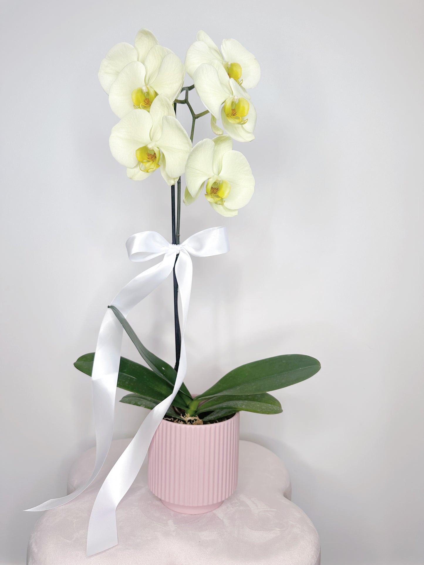 Tokyo Flower Plant