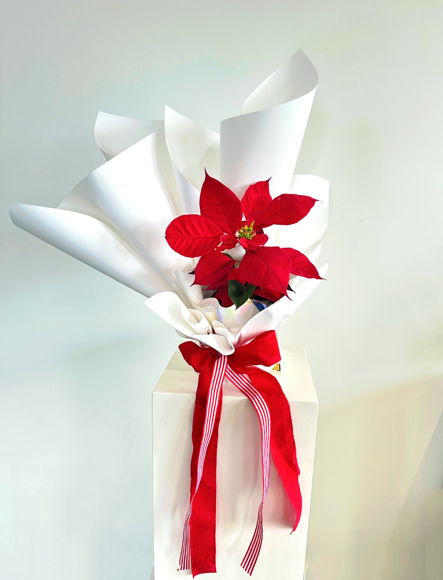 Flowa X Poinsettia Plant