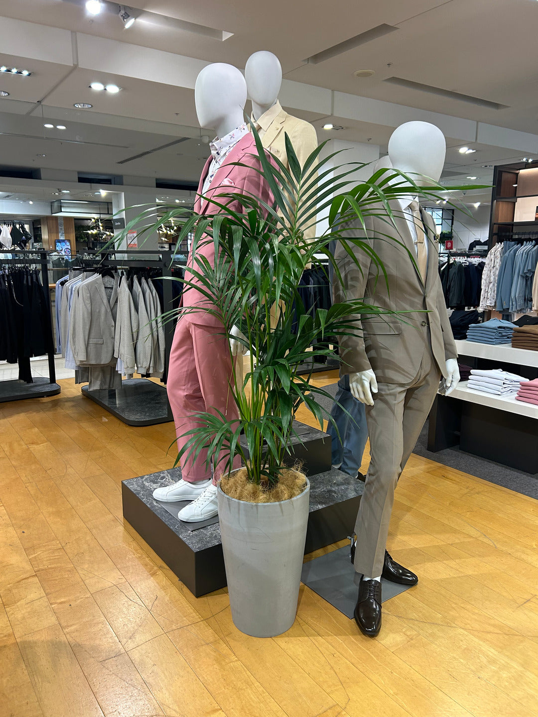 Premium Solace Plants